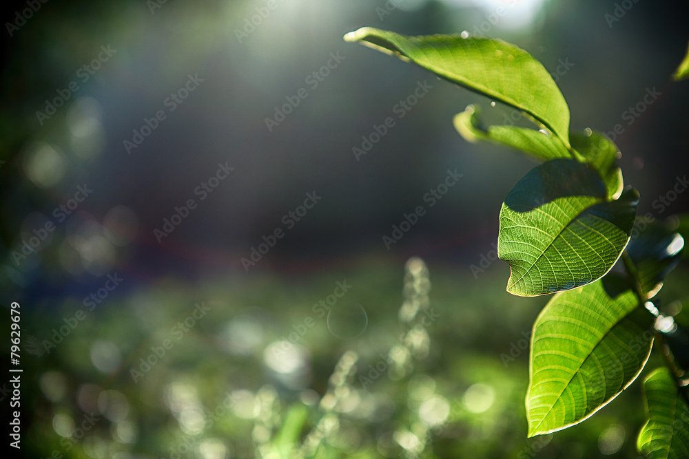 green leaves with sun green leaves with sun