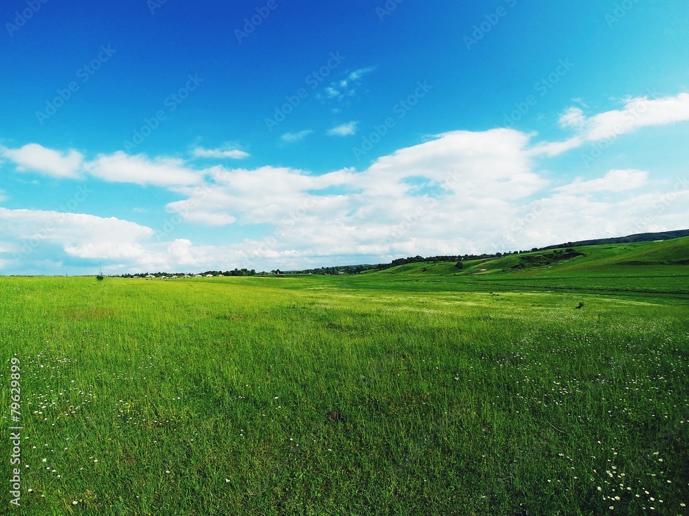 Fototapeta premium Green field