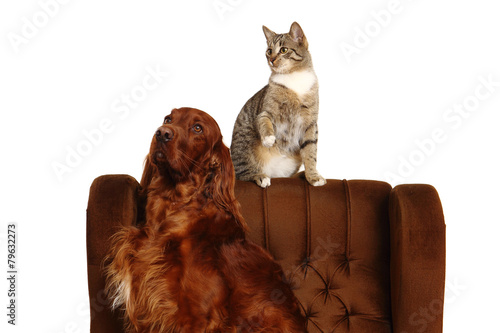 Obraz na płótnie Cat and dog together
