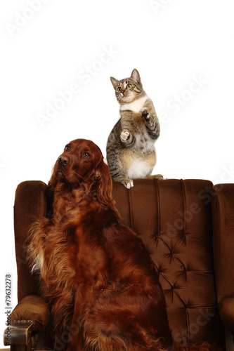 Obraz na płótnie Cat and dog together