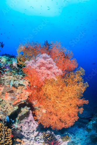 Colorful sea fans on a tropical reef