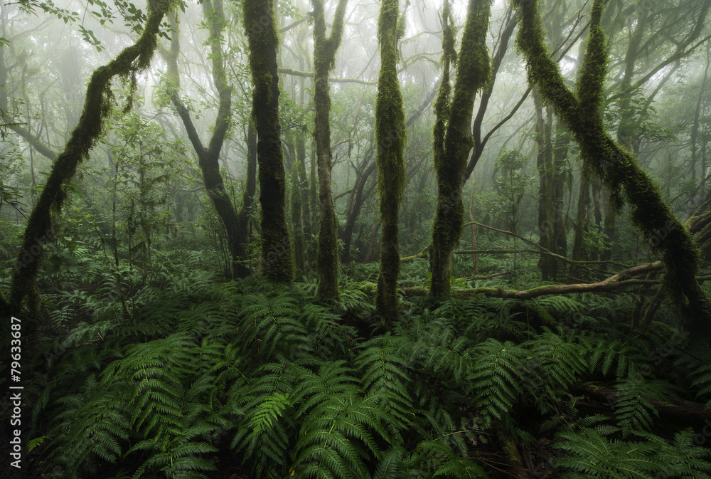 Fototapeta premium Rain forest