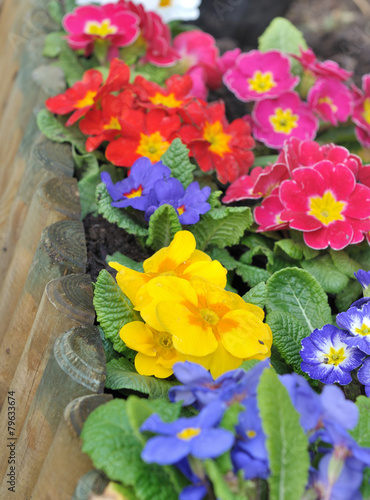 Wallpaper Mural parterre de primevères Torontodigital.ca