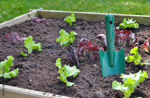 salade dans carré potager