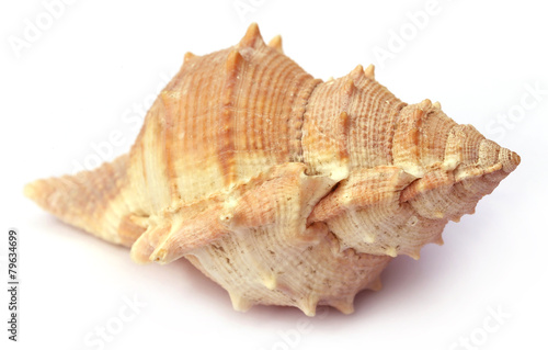 Snail shell