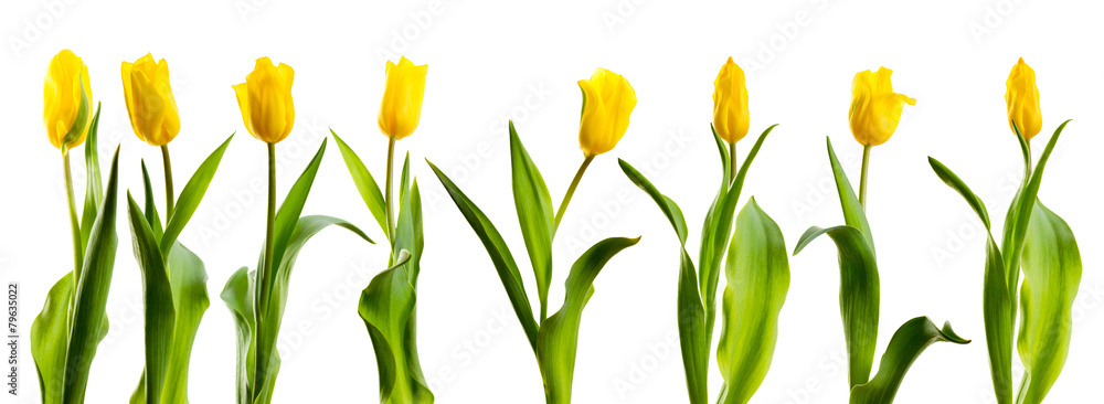 Fototapeta premium linia żółtych tulipanów