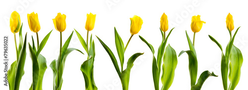 line of yellow tulips
