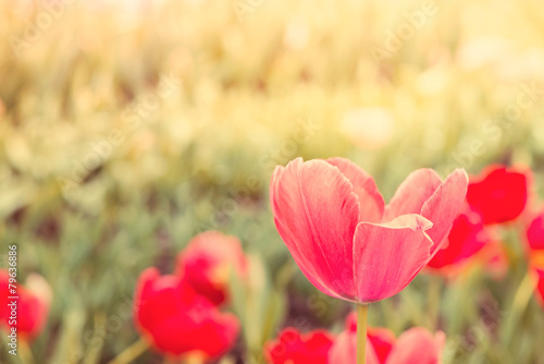 Fototapeta Naklejka Na Ścianę i Meble -  Beautiful tulips blooming in spring garden with blurred backgrou