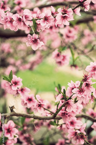 Blooming tree branch in spring with blurred background