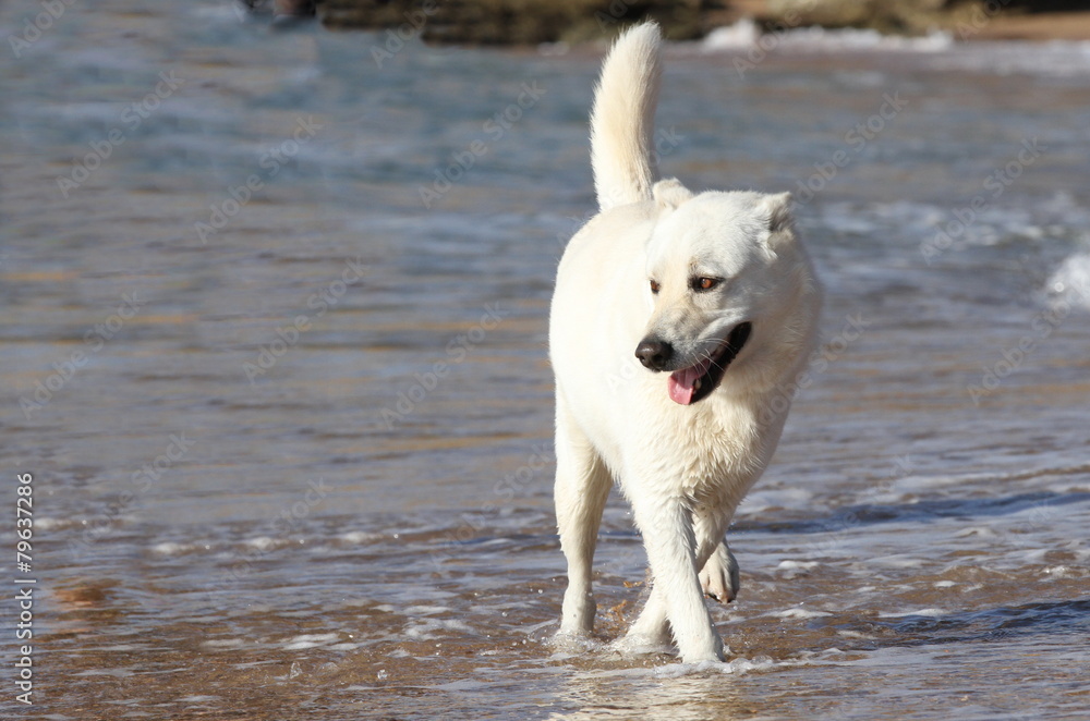 Weisser Hund im Wasser Weisser Hund im Wasser