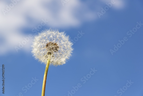 dandelion blue sky © Wolfgang Zwanzger