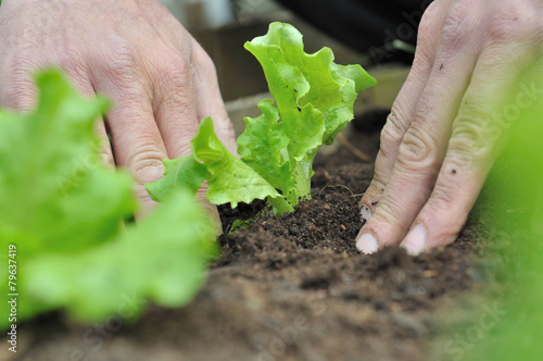 plantation de salade