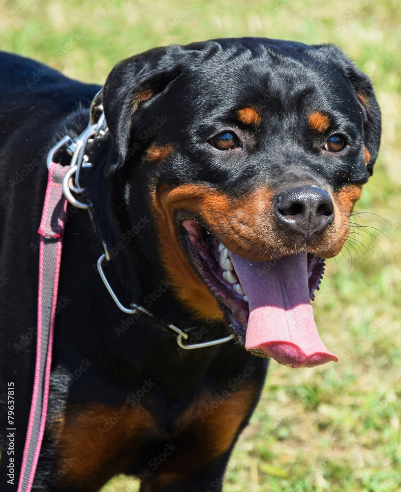 Fototapeta premium Rottweiler dog portrait