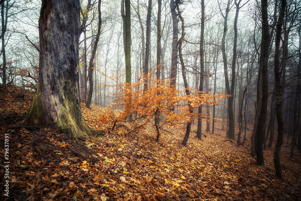 Obraz premium Herbstzeit im Wald