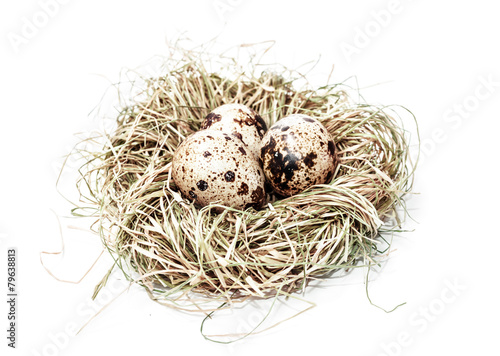 Quale eggs in a nest