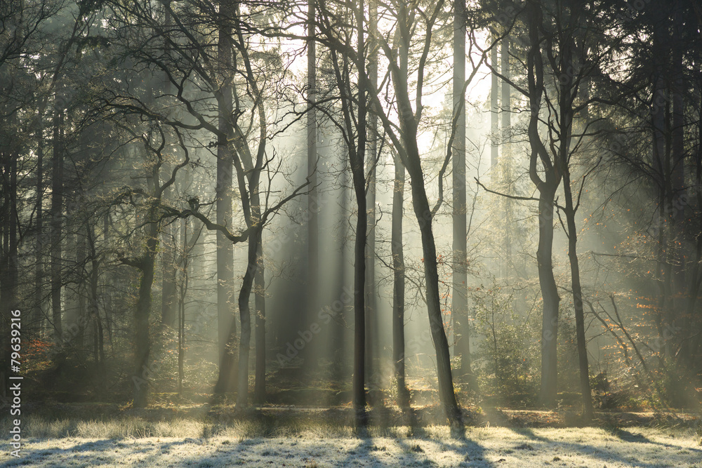 Fototapeta premium Sunlight shining through a foggy forest at spring.