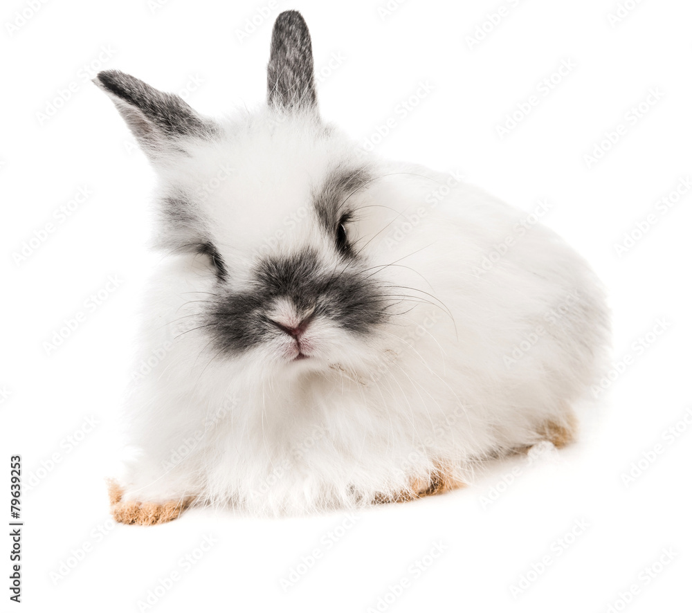 White rabbit White rabbit
