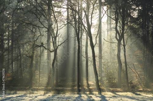 Sunlight shining through a foggy forest at spring.