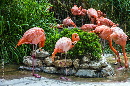 flamingo family in Lisbon zoo, Portugal