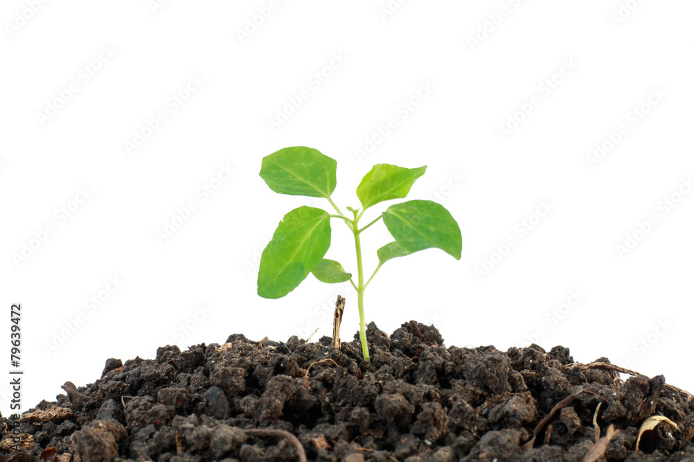 Small plant on pile of soil Small plant on pile of soil