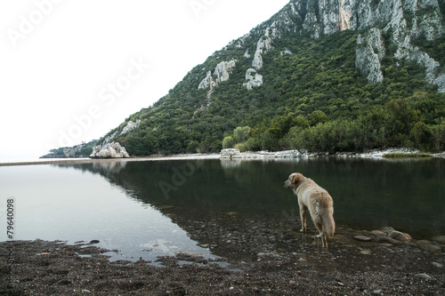 Dog and river