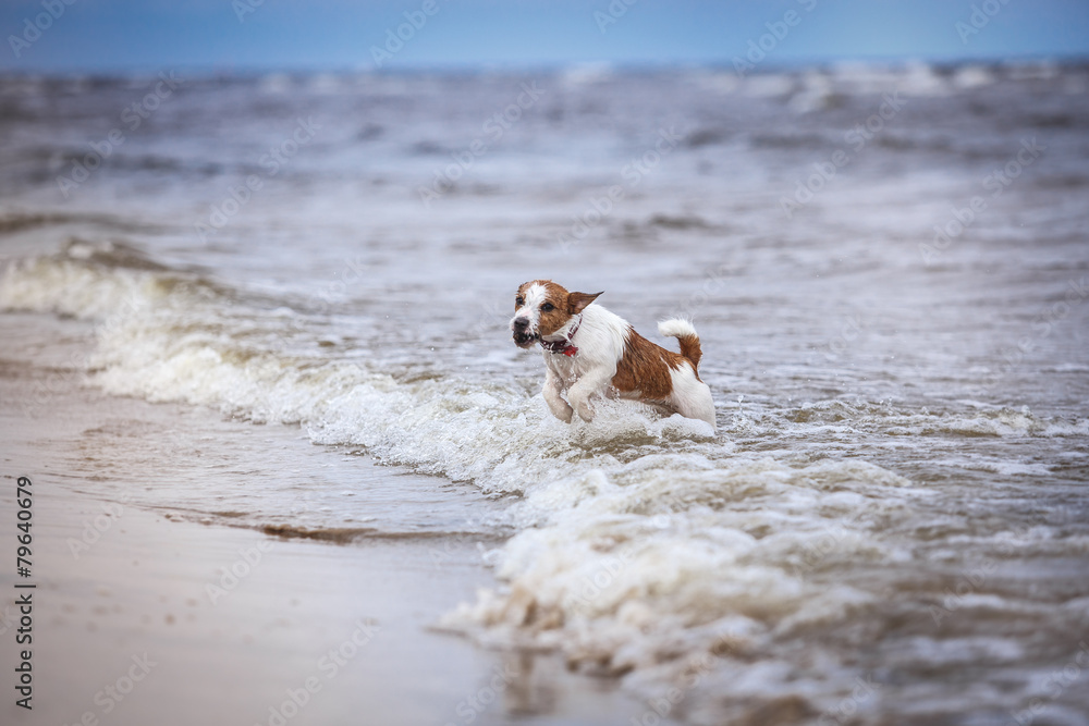 Dog playing in water Dog playing in water