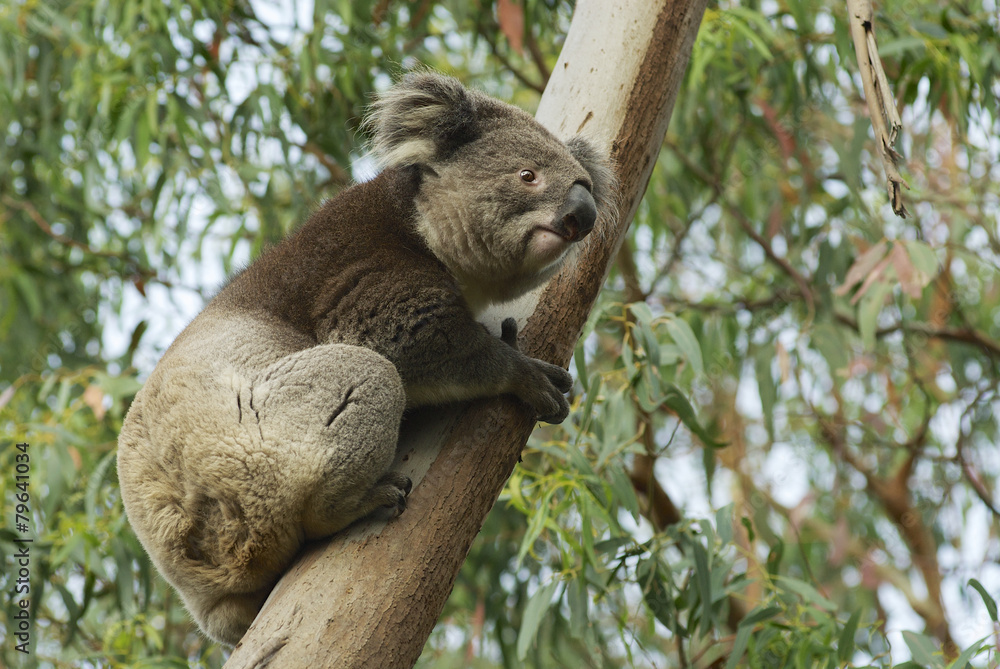 Fototapeta premium Australian koala bear on eucalyptus tree, Victoria, Australia.