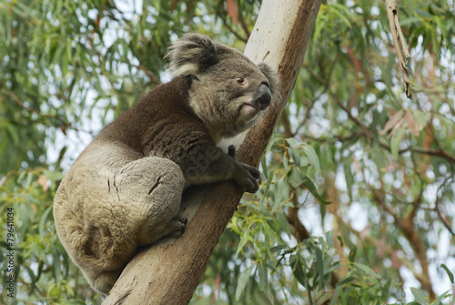 Australian koala bear on eucalyptus tree, Victoria, Australia.