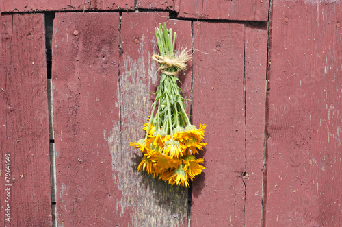 fresh medical calendula marigold flower bunch on old barn wall