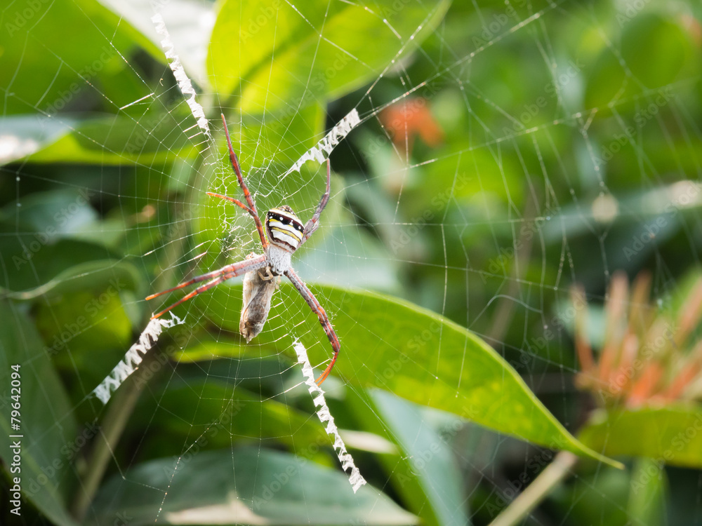A Spider hunting on the web A Spider hunting on the web