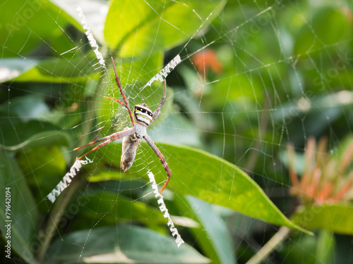 A Spider hunting on the web