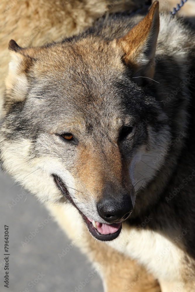 Obraz premium Perros