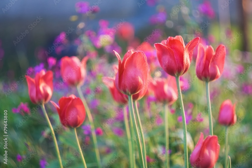 Fototapeta premium Red tulips at springtime