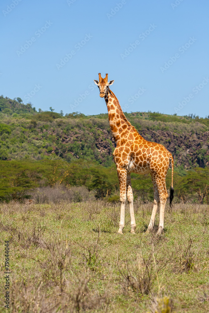 Obraz premium giraffe on a background of grass