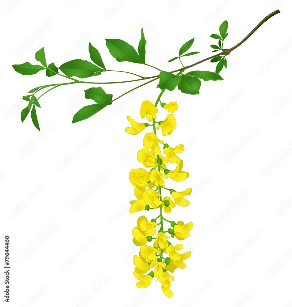 Green branch of yellow acacia isolated on white background Green branch of yellow acacia isolated on white background