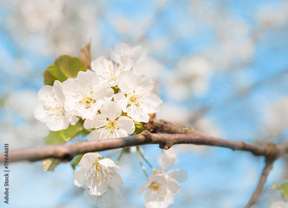 Closeup on apple blossoms