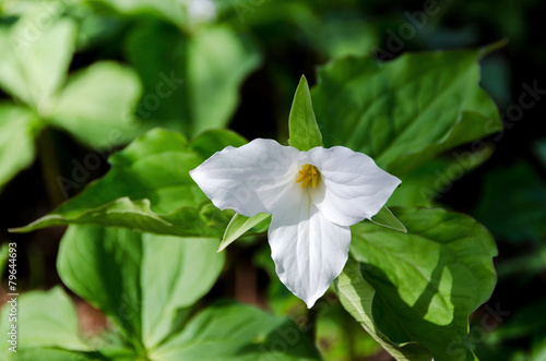 Fototapeta Naklejka Na Ścianę i Meble -  Trillium Grandiflorum