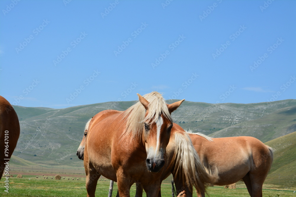 Fototapeta premium 400