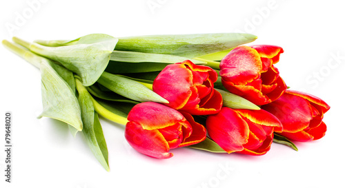 beautiful tulips