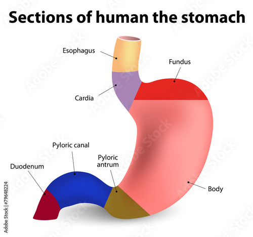 human stomach