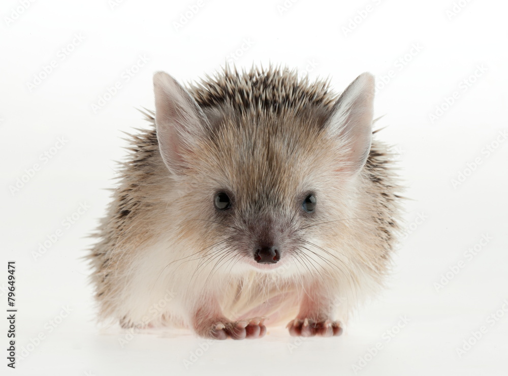 Photo hedgehog in studio. Photo hedgehog in studio.