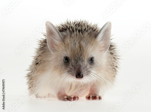 Photo hedgehog in studio. © gudkovandrey