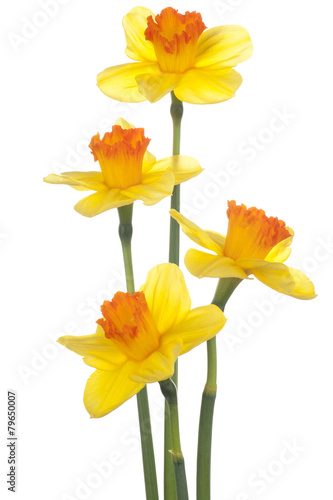 Fototapeta Naklejka Na Ścianę i Meble -  daffodil