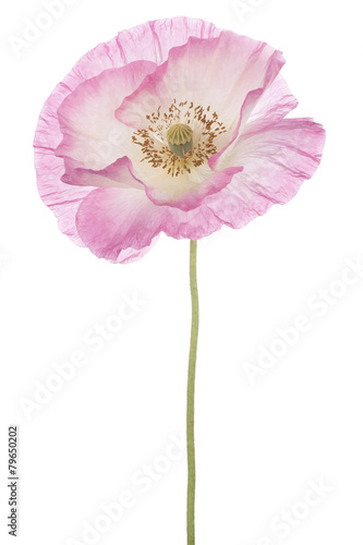 Fototapeta Naklejka Na Ścianę i Meble -  poppy