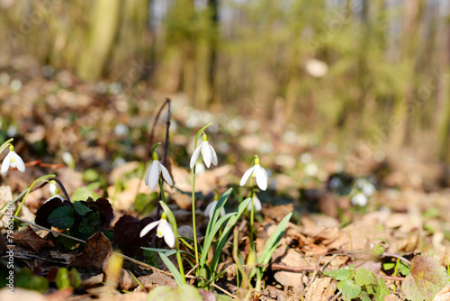 Beautiful snowdrops (Galanthus Nivalis L.) in the forest