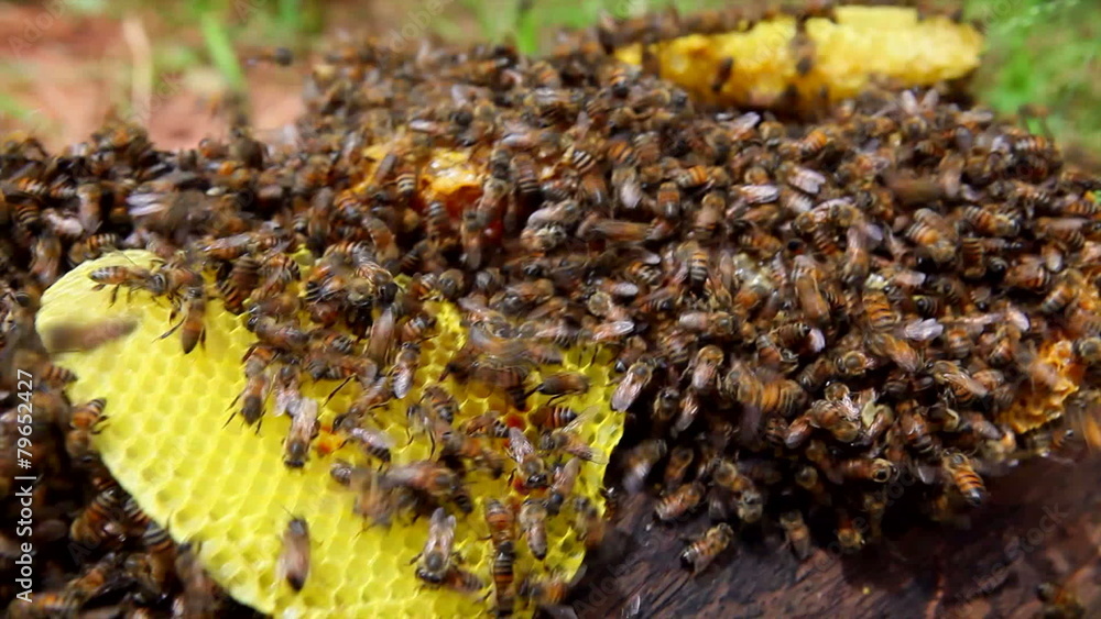 Close shot of thousands of bees on honey Close shot of thousands of bees on honey