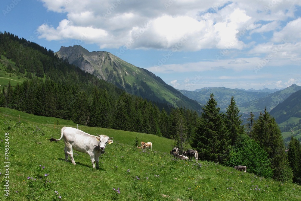 Young cows on a mountain meadow near Gstaad