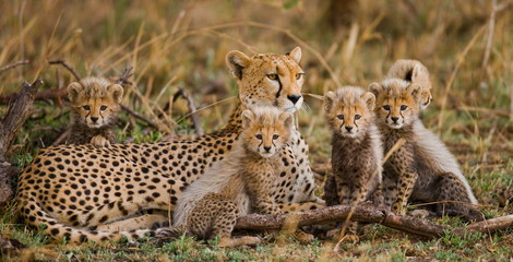 Female cheetah with her cubs. Tanzania. Serengeti National Park. Africa.