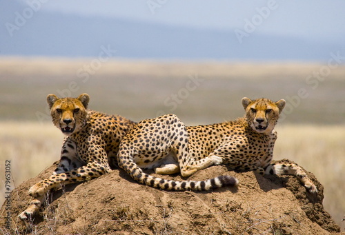 Two cheetah on a hill in the savannah.