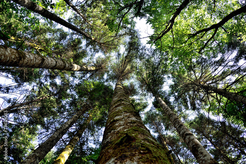 Prospettiva dal bosco © lugarex